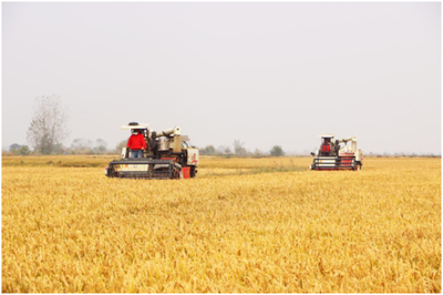 大观区 持续提升农技推广服务水平，助力乡村振兴